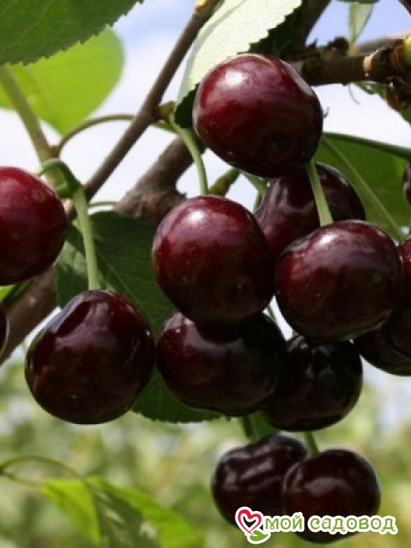 Вишня Эрди урожайная