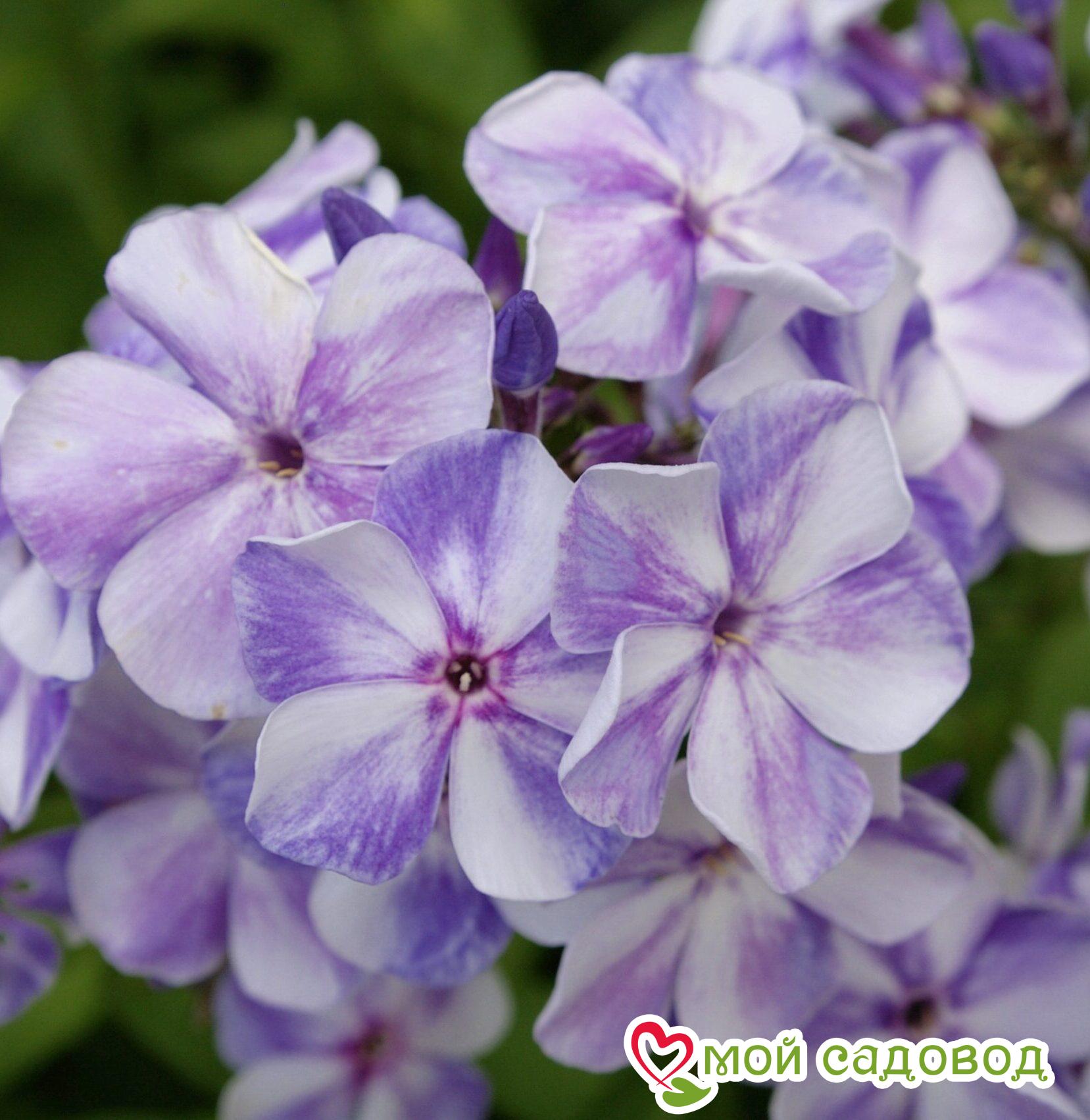 ФЛОКС МЕТЕЛЬЧАТЫЙ ГЖЕЛЬ