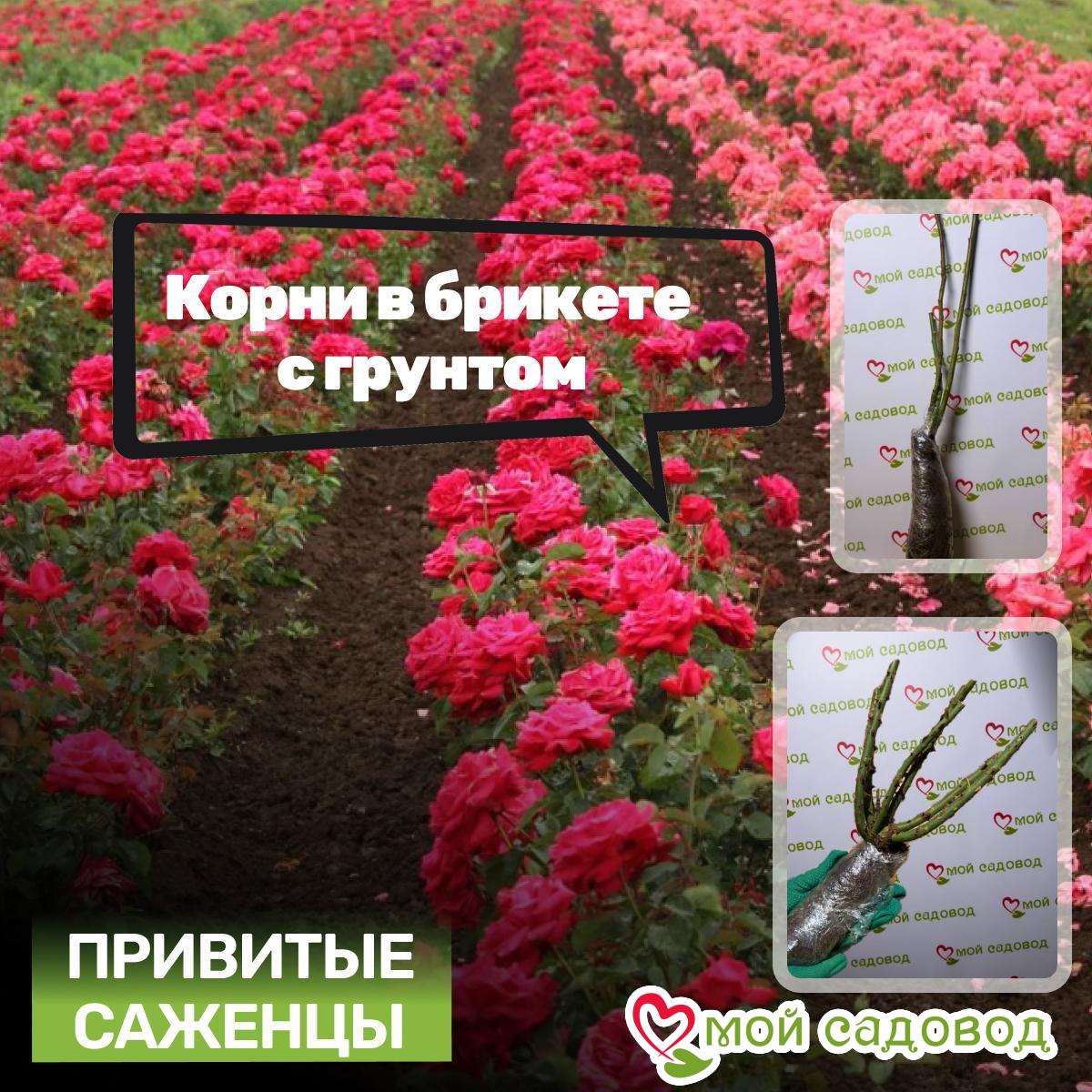 Роза Штамбовая графиня Баторина